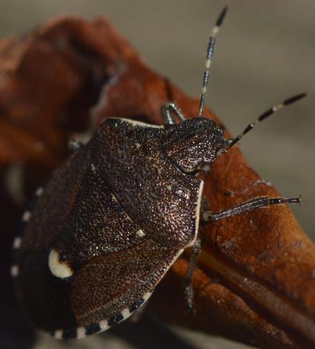 Holcostethus sphacelatus